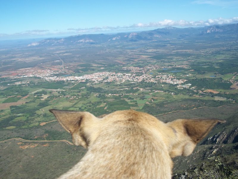 Cachorro desfrutando a paisagem de Livramento de Nossa Senhora – BA