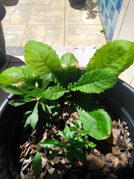 Eu posso ter descoberto um alface “calmante” no meu quintal: não consuma plantas que você não conhece!