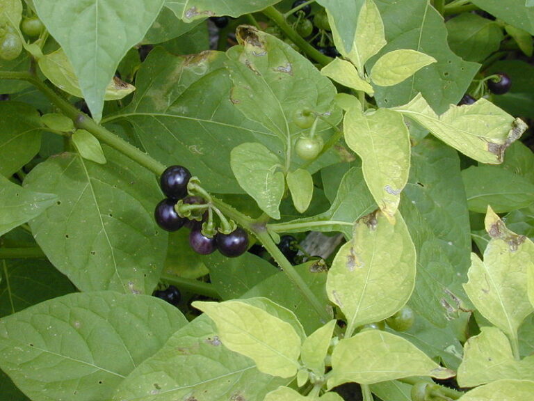 Solanum americanum: maria-pretinha