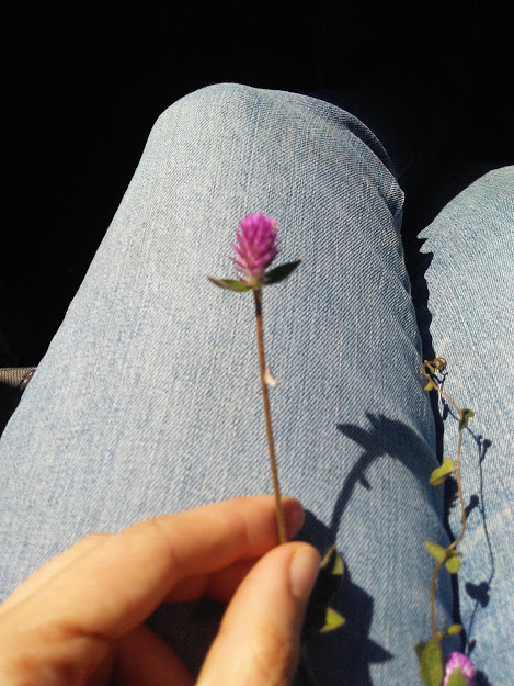 Gomphrena globosa: a florzinha rasteira muito simpática