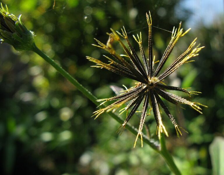 Muda de carrapicho (Bidens pilosa) sendo vendida pela internet