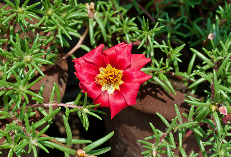 O nome popular das plantas: o caso onze-horas