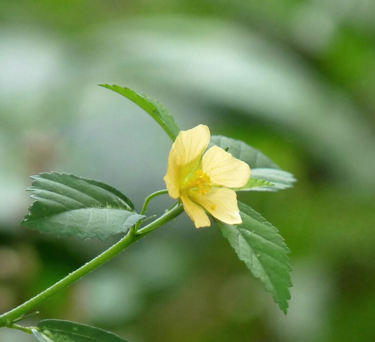Sida rhombifolia – guanxuma