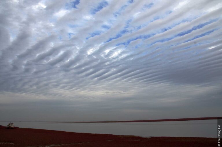 Altocumulus stratiformis undulatus