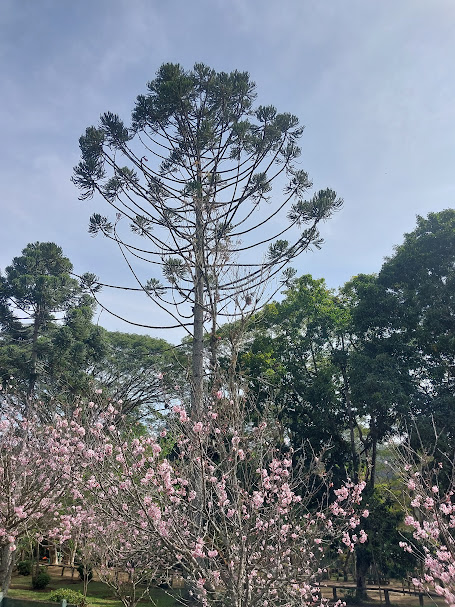 Araucárias, cerejeiras e Minecraft