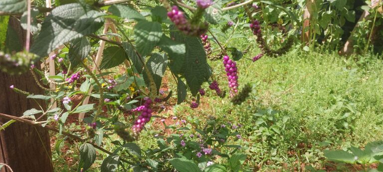 Milho-de-grilo e as plantas que a gente não percebe mais
